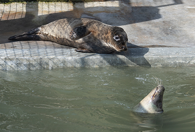 Yum Yum splashs Doughnut!
