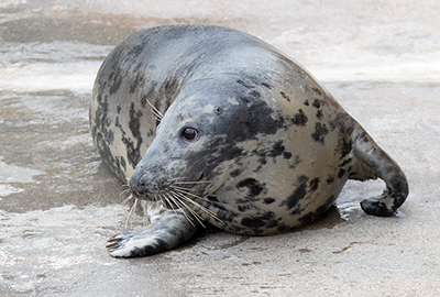 Cornish Seal Sanctuary