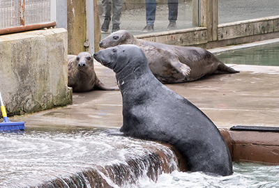 Cornish Seal Sanctuary
