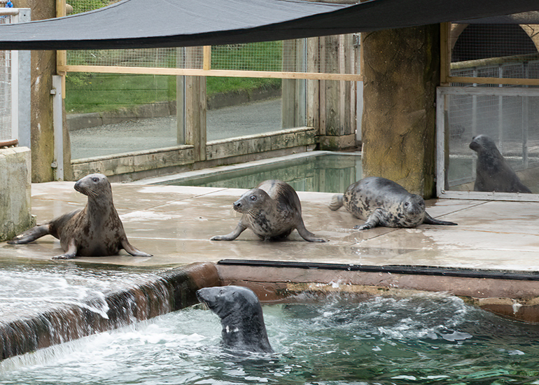 Cornish Seal Sanctuary