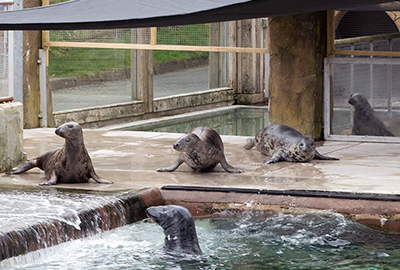 Cornish Seal Sanctuary