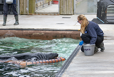 Cornish Seal Sanctuary 