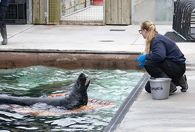 Cornish Seal Sanctuary 