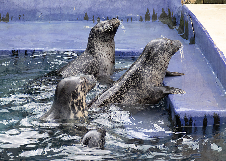 Bo, Buddy, Jarvis and Atlanta