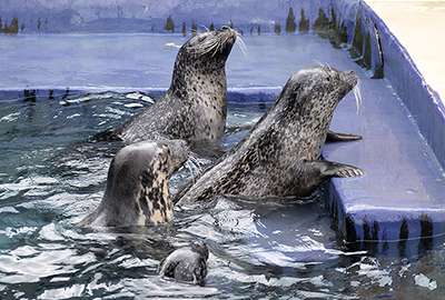 Cornish Seal Sanctuary