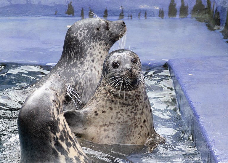 Common Seals and Atlanta - Grey Seal