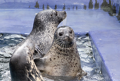 Cornish Seal Sanctuary