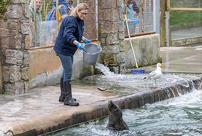  Cornish Seal Sanctuary 