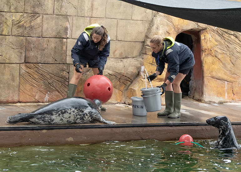 Aayla and Pumpkin - Cornish Seal Sanctuary