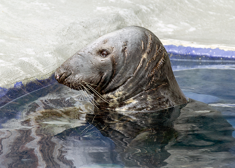 Pumpkin - Cornish Seal Sanctuary