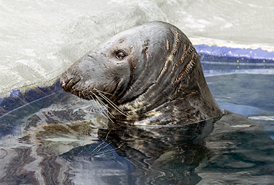 Pumpkin - Cornish Seal Sanctuary 