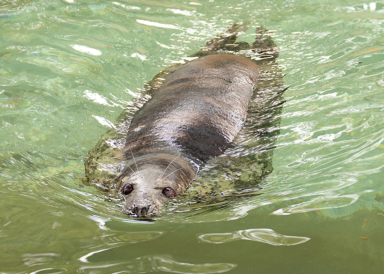Atlanta - Cornish Seal Sanctuary