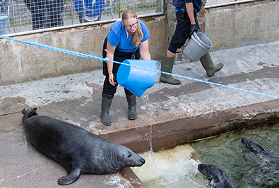 Cornish Seal Sanctuary
