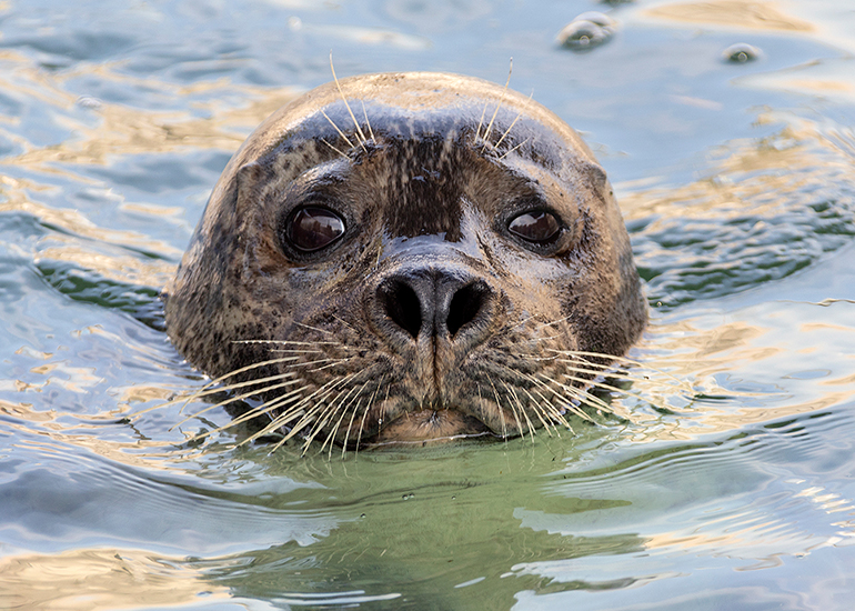 Cornish Seal Sanctuary