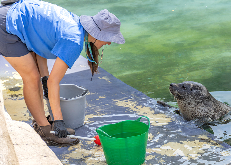 Cornish Seal Sanctuary