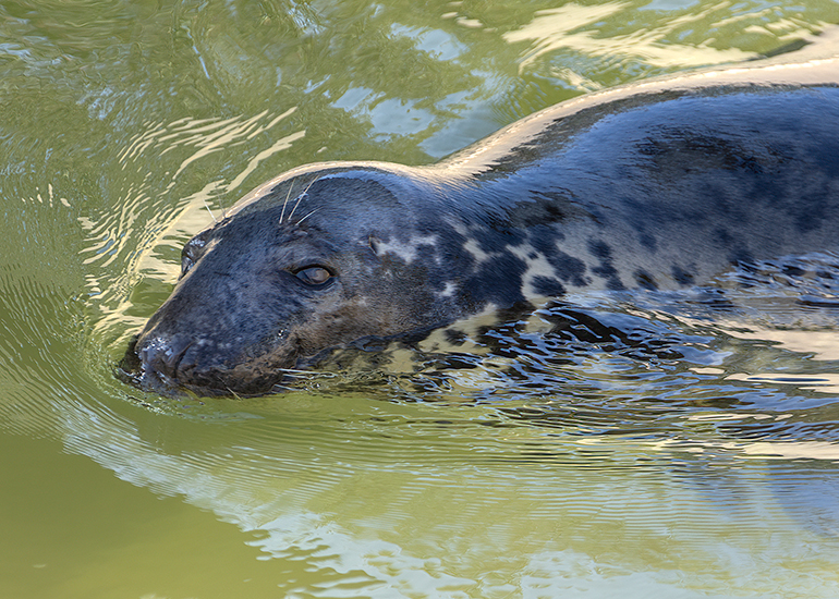 Banana - Cornish Seal Sanctuary
