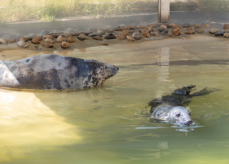 Atlanta and Banana - Cornish Seal Sanctuary