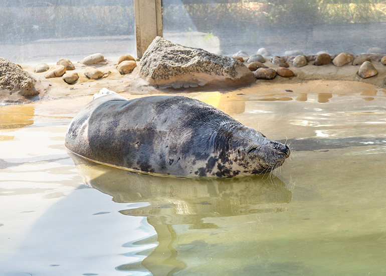 Atlanta - Cornish Seal Sanctuary