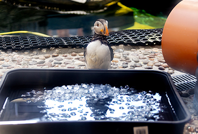 Cornish Seal Sanctuary