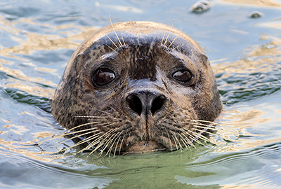 Cornish Seal Sanctuary