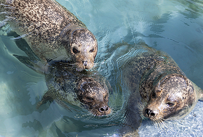 Buddy, Bo and Jarvis - Cornish Seal Sanctuary