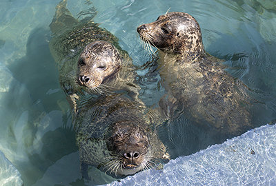Buddy, Bo and Jarvis - Cornish Seal Sanctuary