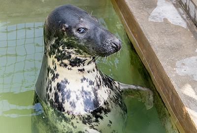 Jinx - Cornish Seal Sanctuary
