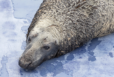 Marlin - Cornish Seal Sanctuary