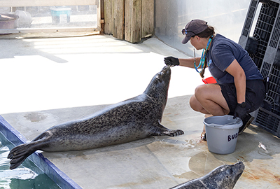 Buddy - Cornish Seal Sanctuary