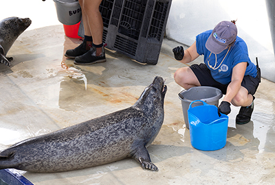 Bo - Cornish Seal Sanctuary