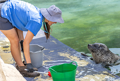 Jarvis - Cornish Seal Sanctuary