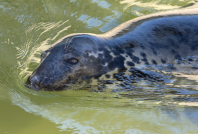 Banana - Cornish Seal Sanctuary