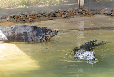 Atlanta and Banana - Cornish Seal Sanctuary