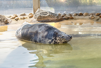 Atlanta - Cornish Seal Sanctuary