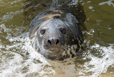 Banana - Cornish Seal Sanctuary