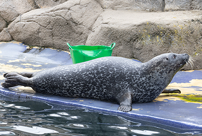 Cornish Seal Sanctuary