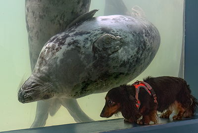 Cornish Seal Sanctuary
