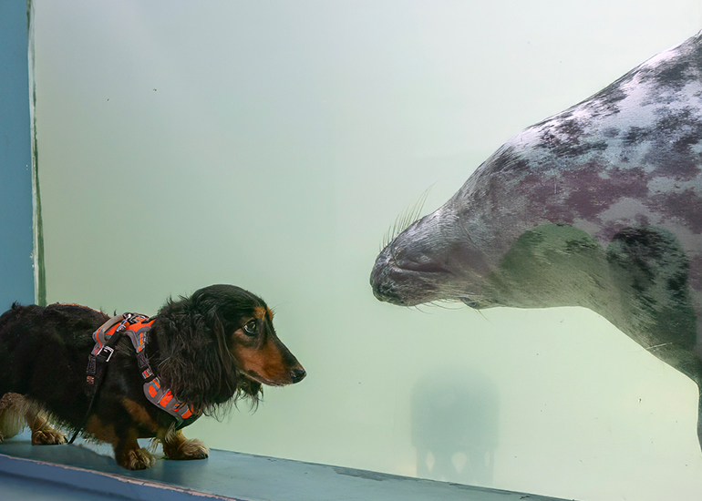 Cornish Seal Sanctuary
