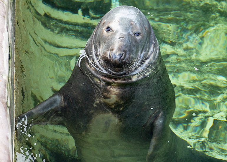 Cornish Seal Sanctuary - 21st September 2026