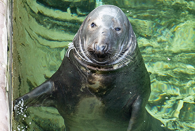 Cornish Seal Sanctuary