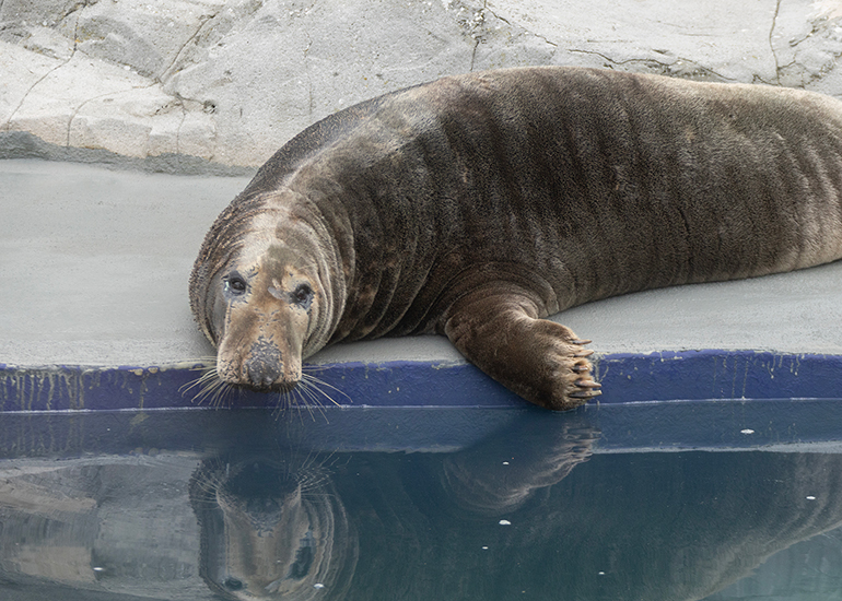 Cornish Seal Sanctuary - 21st September 2026