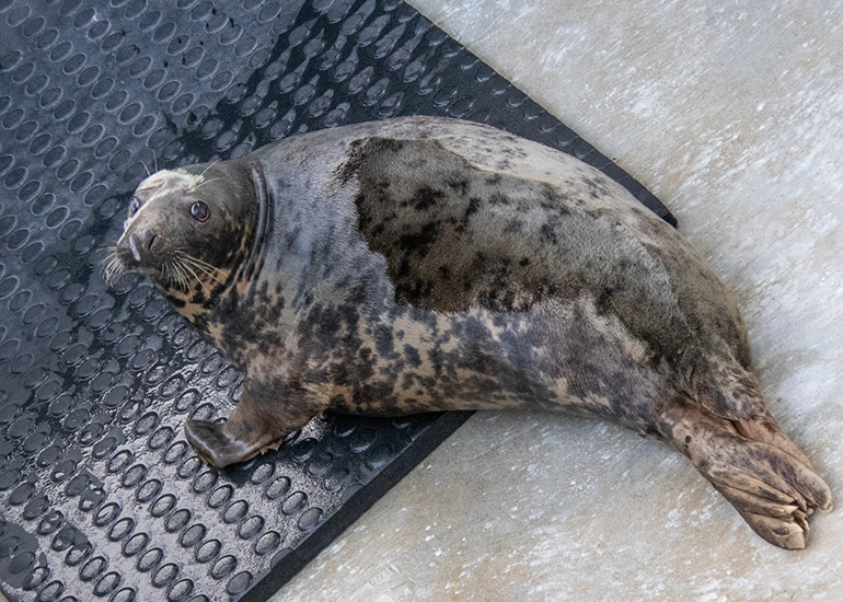 Cornish Seal Sanctuary - 21st September 2026