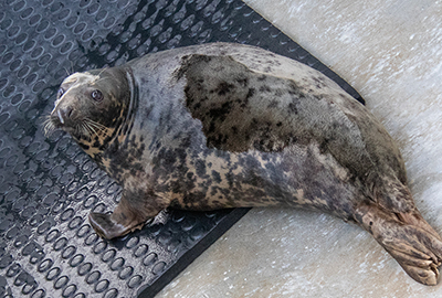 Cornish Seal Sanctuary