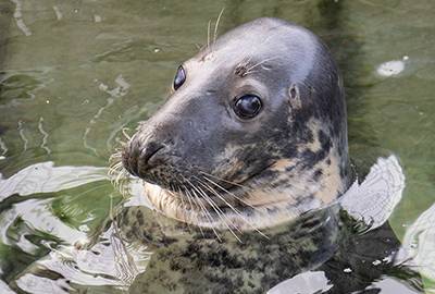 Cornish Seal Sanctuary