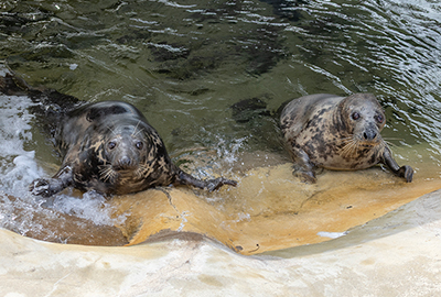 Cornish Seal Sanctuary