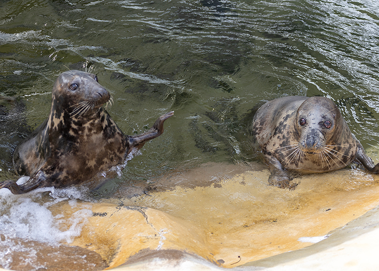 Cornish Seal Sanctuary - 29th September 2026