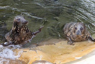 Cornish Seal Sanctuary
