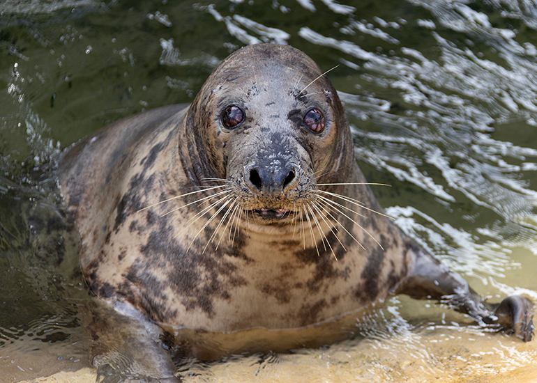 Cornish Seal Sanctuary - 29th September 2026