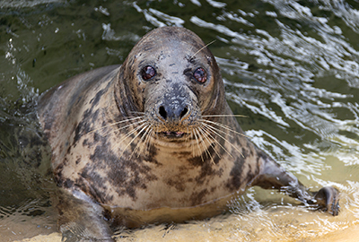 Cornish Seal Sanctuary