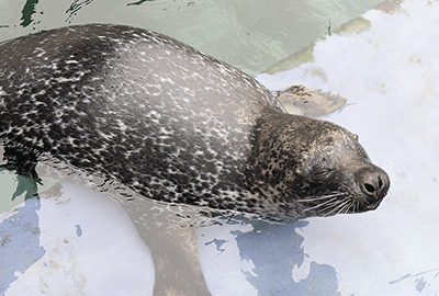 Cornish Seal Sanctuary 